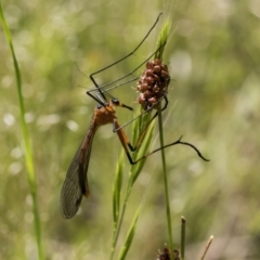 Harpobittacus australis (Hangingfly) at The Pinnacle - 26 Oct 2021 by AlisonMilton