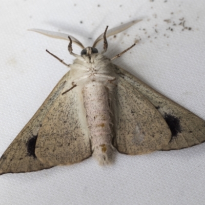 Arhodia lasiocamparia (Pink Arhodia) at Higgins, ACT - 1 Dec 2021 by AlisonMilton