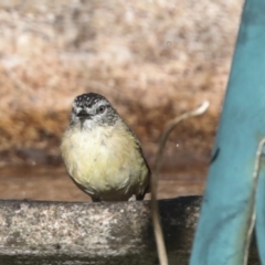 Acanthiza chrysorrhoa at Higgins, ACT - 15 Dec 2021