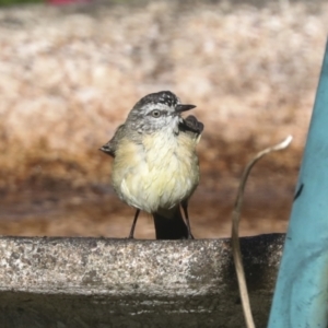 Acanthiza chrysorrhoa at Higgins, ACT - 15 Dec 2021