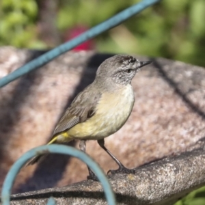 Acanthiza chrysorrhoa at Higgins, ACT - 15 Dec 2021