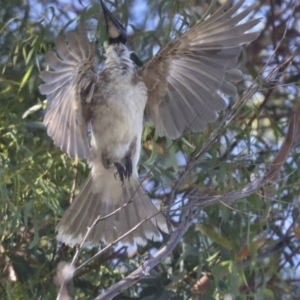 Philemon corniculatus at Higgins, ACT - 15 Dec 2021