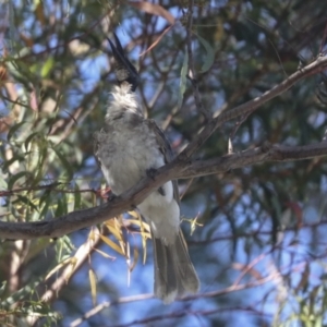 Philemon corniculatus at Higgins, ACT - 15 Dec 2021 08:12 AM