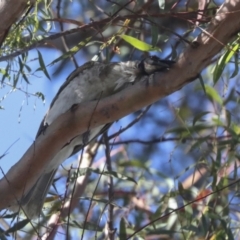 Philemon corniculatus at Higgins, ACT - 15 Dec 2021