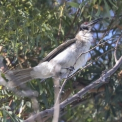 Philemon corniculatus at Higgins, ACT - 15 Dec 2021 08:12 AM