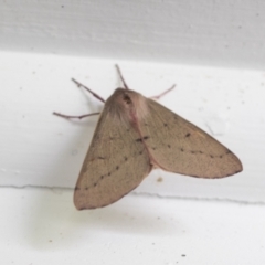 Arhodia lasiocamparia (Pink Arhodia) at Higgins, ACT - 13 Dec 2021 by AlisonMilton