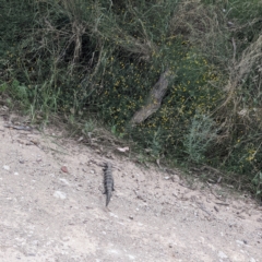 Tiliqua scincoides scincoides (Eastern Blue-tongue) at Geurie, NSW - 23 Dec 2021 by Darcy