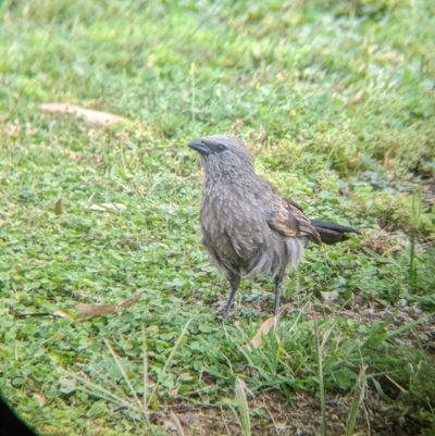 Struthidea cinerea (Apostlebird) at Geurie, NSW - 23 Dec 2021 by Darcy