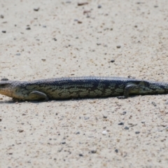 Tiliqua nigrolutea (Blotched Blue-tongue) at Tennent, ACT - 24 Dec 2021 by regeraghty