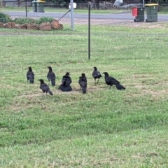 Corcorax melanorhamphos (White-winged Chough) at Geurie, NSW - 23 Dec 2021 by Darcy