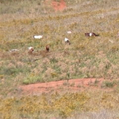 Capra hircus (Goat, Feral Goat) at Yarragal, NSW - 24 Dec 2021 by Darcy