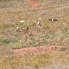 Capra hircus (Goat) at Yarragal, NSW - 24 Dec 2021 by Darcy