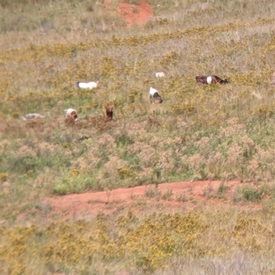 Capra hircus (Goat) at Yarragal, NSW - 24 Dec 2021 by Darcy