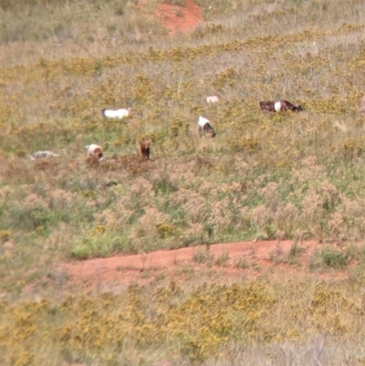 Capra hircus (Wild Goat) at Yarragal, NSW - 24 Dec 2021 by Darcy