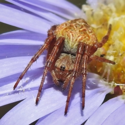 Salsa fuliginata (Sooty Orb-weaver) at Cotter River, ACT - 22 Dec 2021 by JohnBundock