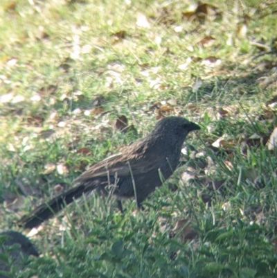 Struthidea cinerea (Apostlebird) at Yarragal, NSW - 24 Dec 2021 by Darcy