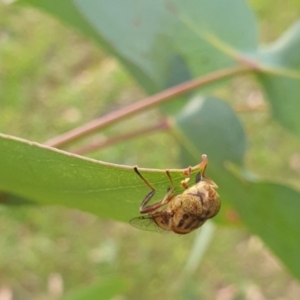 Eristalinus punctulatus at Goulburn, NSW - 24 Dec 2021