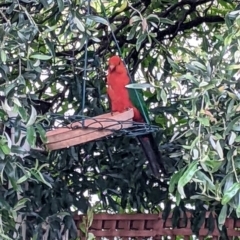 Alisterus scapularis (Australian King-Parrot) at Wellington, NSW - 24 Dec 2021 by Darcy