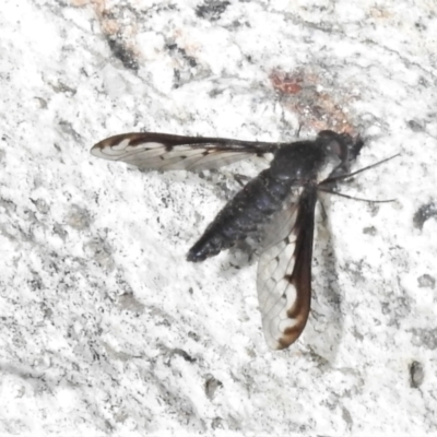 Aleucosia calophthalma (A bee-fly) at Cotter River, ACT - 22 Dec 2021 by JohnBundock