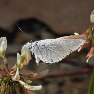 Candalides heathi (Rayed Blue) at Cotter River, ACT - 22 Dec 2021 by JohnBundock