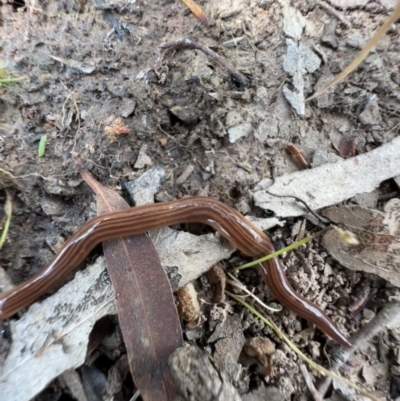 Fletchamia quinquelineata (Five-striped flatworm) at Murrumbateman, NSW - 24 Dec 2021 by SimoneC