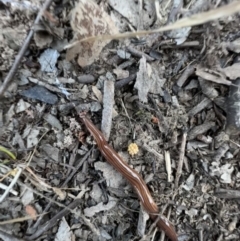 Fletchamia quinquelineata at Murrumbateman, NSW - 24 Dec 2021