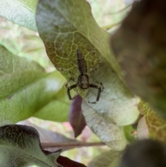 Helpis minitabunda (Threatening jumping spider) at Murrumbateman, NSW - 23 Dec 2021 by SimoneC