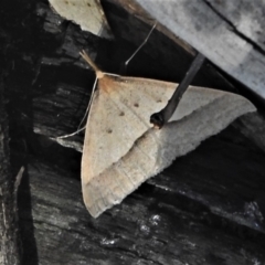 Epidesmia hypenaria (Long-nosed Epidesmia) at Cotter River, ACT - 22 Dec 2021 by JohnBundock