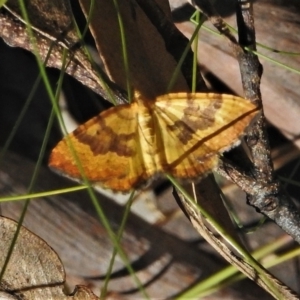 Chrysolarentia correlata at Cotter River, ACT - 22 Dec 2021