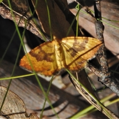 Chrysolarentia correlata (Yellow Carpet) at Cotter River, ACT - 21 Dec 2021 by JohnBundock