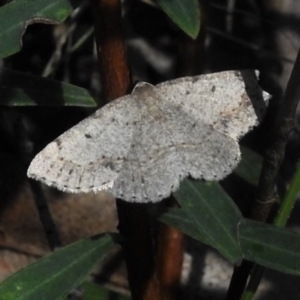 Taxeotis intextata at Cotter River, ACT - 22 Dec 2021 09:56 AM