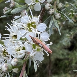 Canuza euspilella at Murrumbateman, NSW - 24 Dec 2021 11:51 AM