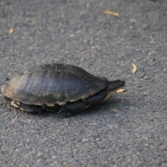 Chelodina longicollis (Eastern Long-necked Turtle) at Wollogorang, NSW - 22 Dec 2021 by Rixon