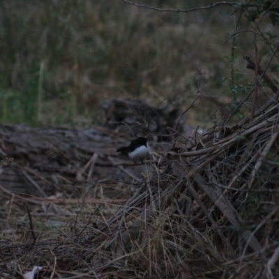 Rhipidura leucophrys (Willie Wagtail) at Wollogorang, NSW - 22 Dec 2021 by Rixon