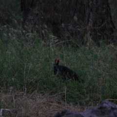 Porphyrio melanotus (Australasian Swamphen) at Wollogorang, NSW - 22 Dec 2021 by Rixon