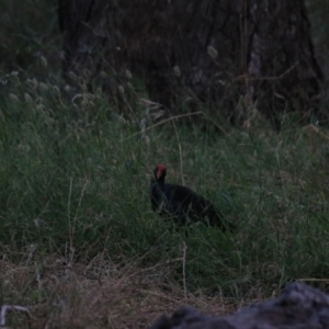 Porphyrio melanotus at Wollogorang, NSW - 22 Dec 2021 08:07 PM