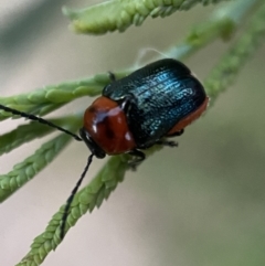 Aporocera (Aporocera) cyanipennis (Leaf beetle) at Jerrabomberra, NSW - 24 Dec 2021 by Steve_Bok