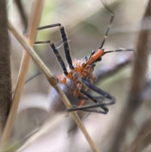 Gminatus australis at Jerrabomberra, NSW - 24 Dec 2021