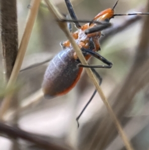 Gminatus australis at Jerrabomberra, NSW - 24 Dec 2021