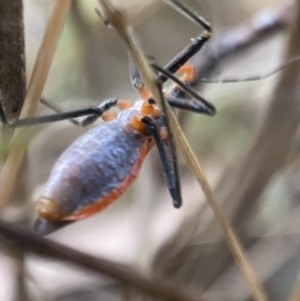 Gminatus australis at Jerrabomberra, NSW - 24 Dec 2021