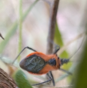 Gminatus australis at Jerrabomberra, NSW - 24 Dec 2021