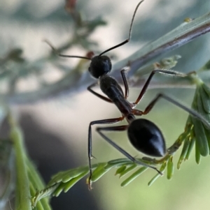 Camponotus intrepidus at Jerrabomberra, NSW - 24 Dec 2021 08:20 PM