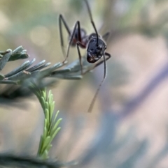 Camponotus intrepidus at Jerrabomberra, NSW - 24 Dec 2021 08:20 PM