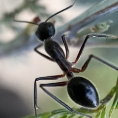 Camponotus intrepidus at Jerrabomberra, NSW - 24 Dec 2021 08:20 PM