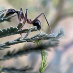 Camponotus intrepidus at Jerrabomberra, NSW - 24 Dec 2021