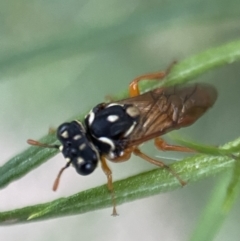 Pergidae sp. (family) (Unidentified Sawfly) at Jerrabomberra, NSW - 24 Dec 2021 by Steve_Bok