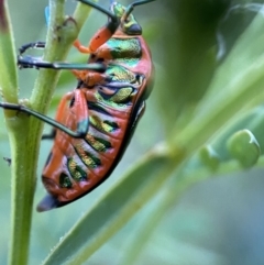 Scutiphora pedicellata (Metallic Jewel Bug) at Jerrabomberra, NSW - 24 Dec 2021 by Steve_Bok