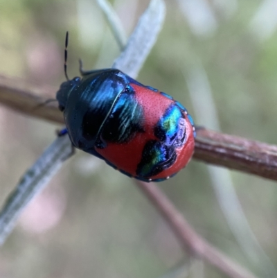 Choerocoris paganus (Ground shield bug) at Jerrabomberra, NSW - 24 Dec 2021 by Steve_Bok