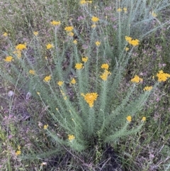 Chrysocephalum semipapposum (Clustered Everlasting) at Jerrabomberra, NSW - 24 Dec 2021 by Steve_Bok