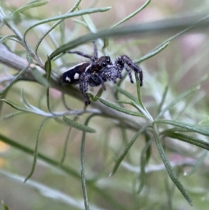 Sandalodes scopifer at Jerrabomberra, NSW - 24 Dec 2021 08:17 PM